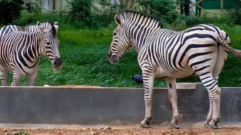 5 Zoos In Kerala To Glimpse The Amazing Wildlife