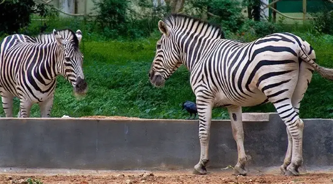 5 Zoos In Kerala To Glimpse The Amazing Wildlife