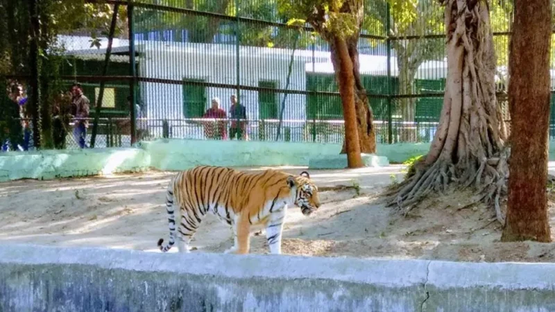 Zoo in Ahmedabad – Kamla Nehru Zoo, Kankaria