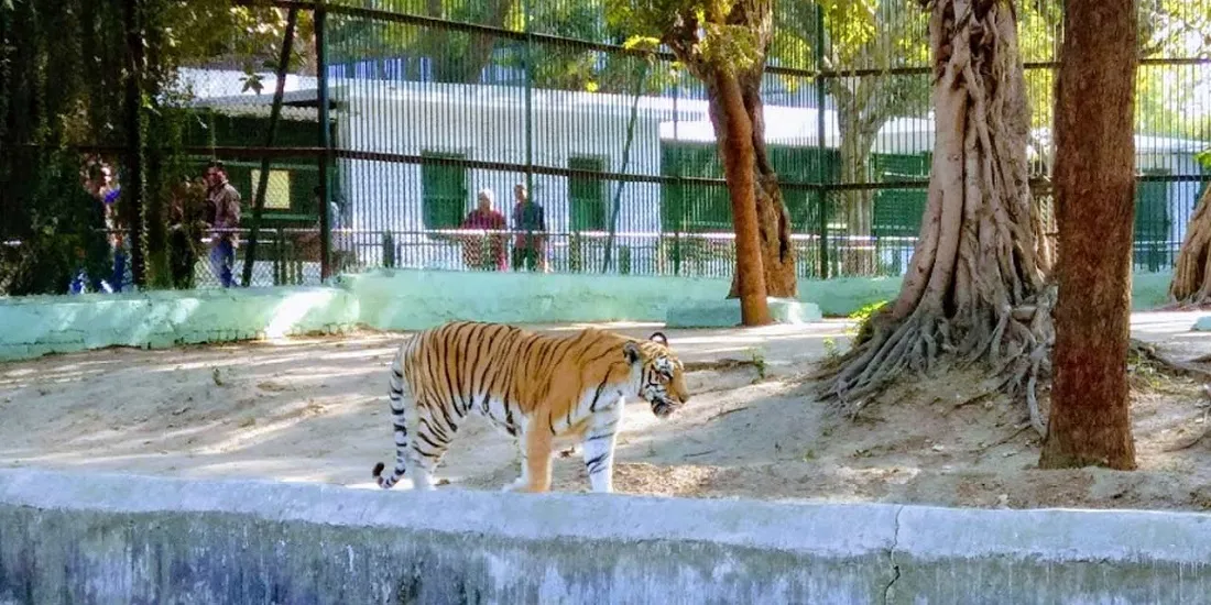 Zoo in Ahmedabad – Kamla Nehru Zoo, Kankaria