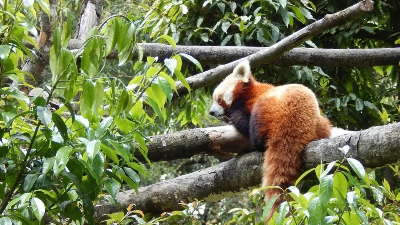 Zoo in Darjeeling – Padmaja Naidu Himalayan Zoological Park | Timing, Ticket, Flora and Fauna