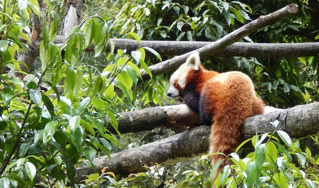 Zoo in Darjeeling – Padmaja Naidu Himalayan Zoological Park | Timing, Ticket, Flora and Fauna