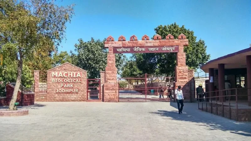 Zoo in Jodhpur – Machia Biological Park Jodhpur | Timing, Ticket, Flora and Fauna