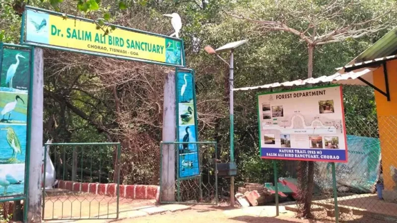 Salim Ali Bird Sanctuary in Goa: Entry Fee, Timings, Best time to visit and Birds