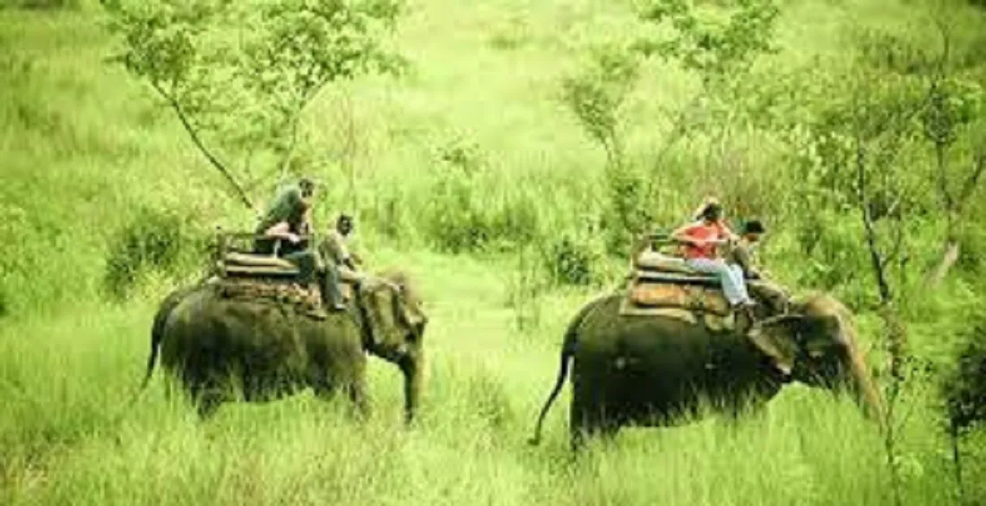 Jungle Safari in Chitwan : Unforgettable Encounters with Nature