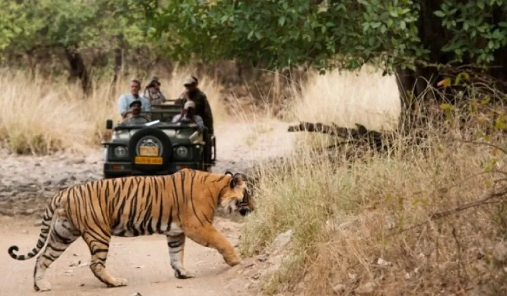 Jungle Safari in Madhya Pradesh: Tiger State Tales