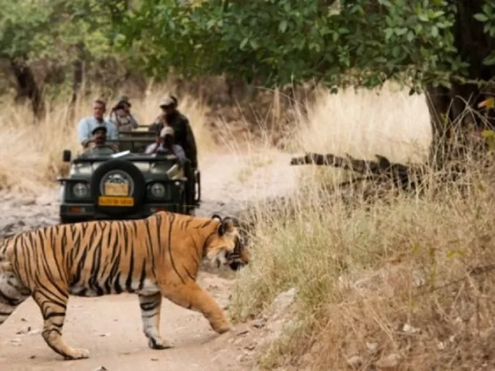 Jungle Safari in Madhya Pradesh: Tiger State Tales
