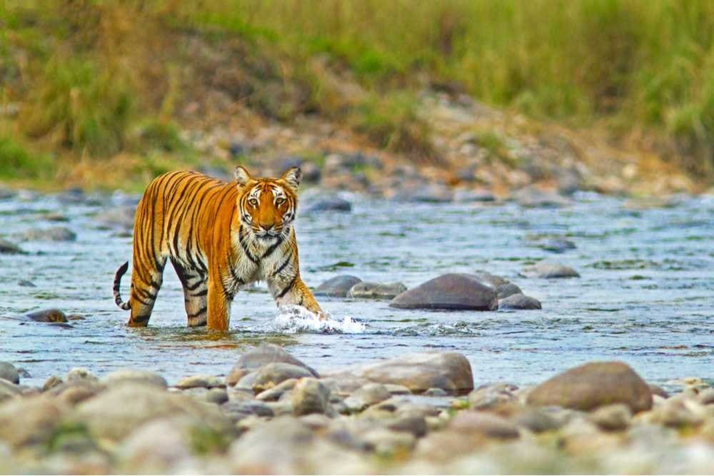 Jim Corbett National Park, Uttarakhand: Ticket, Timing, Things to Do, Flora and Fauna