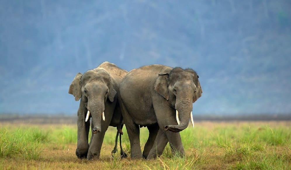 Jim Corbett National Park3